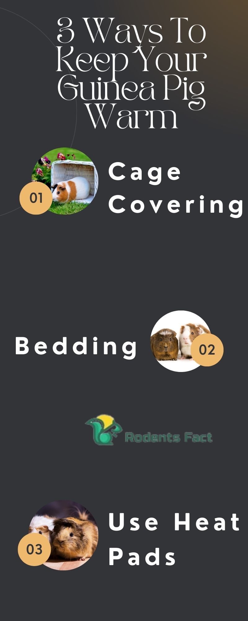 Do Guinea Pigs Hibernate? Thing I Should Worry About?