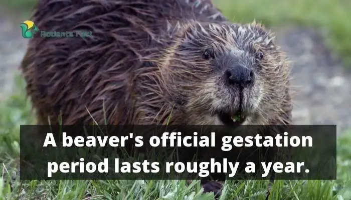 A beaver's official gestation period lasts roughly a year.
