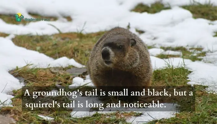 A groundhog’s tail is small and black, but a squirrel’s tail is long and noticeable.