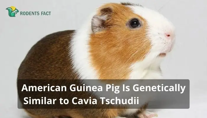 American Guinea Pig Is Genetically Similar to Cavia Tschudii