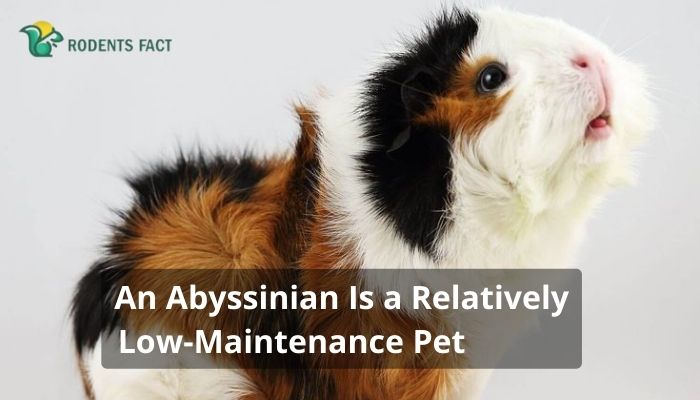 An Abyssinian Is a Relatively Low-Maintenance Pet