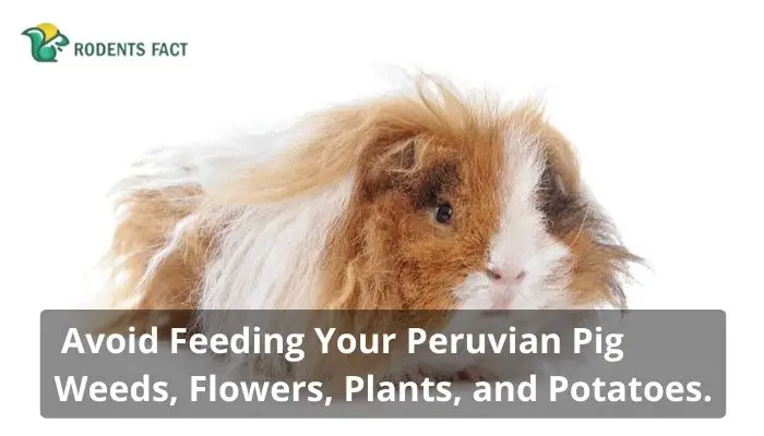 Avoid Feeding Your Peruvian Pig Weeds, Flowers, Plants, and Potatoes