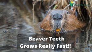 Overgrown Beaver Teeth | Shocking Unknown Facts