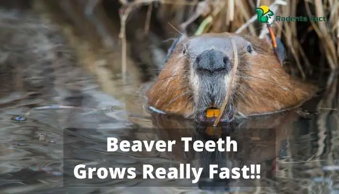 Beaver Teeth Grows Really Fast!!