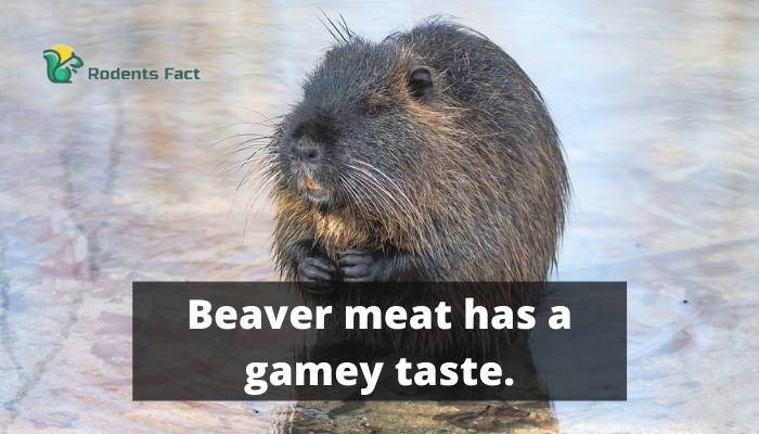 Beaver meat has a gamey taste.