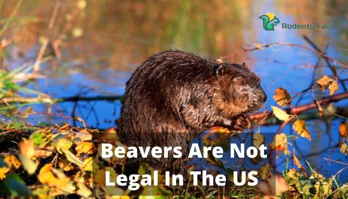 Beavers Are Not Legal In The US