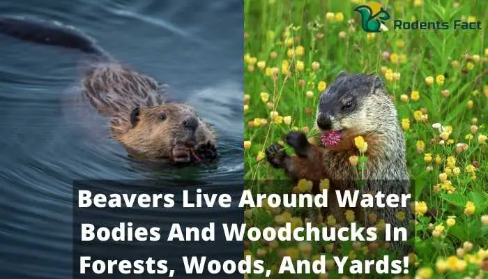Beavers Live Around Water Bodies And Woodchucks In Forests, Woods, And Yards!