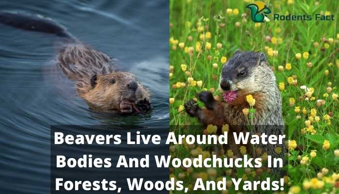 Beavers Live Around Water Bodies And Woodchucks In Forests, Woods, And Yards!