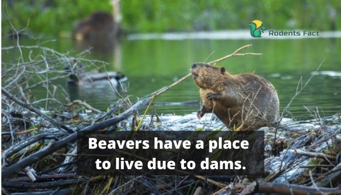  Beavers have a place to live due to dams.