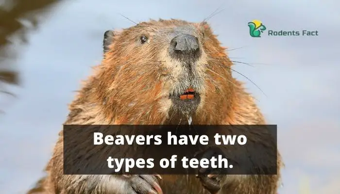 Beavers have two types of teeth.