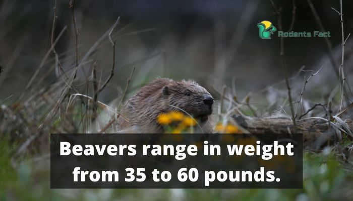 Beavers range in weight from 35 to 50 pounds.