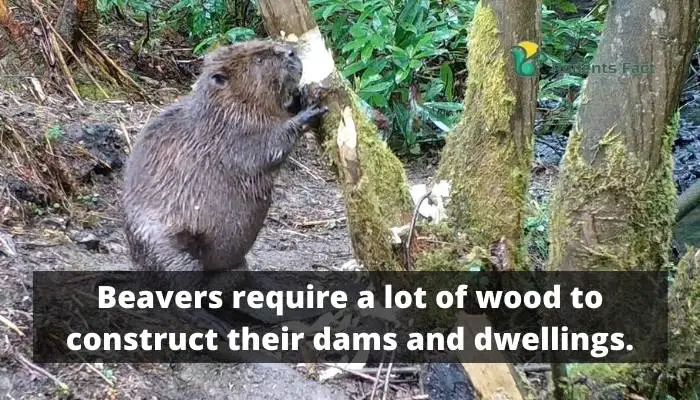 Beavers require a lot of wood to construct their dams and dwellings.