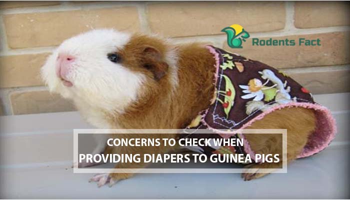 Concerns to Check When Providing Diapers to Guinea Pigs