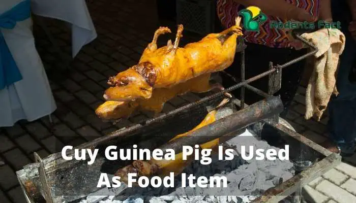 Cuy Guinea Pig Is Used As Food Item