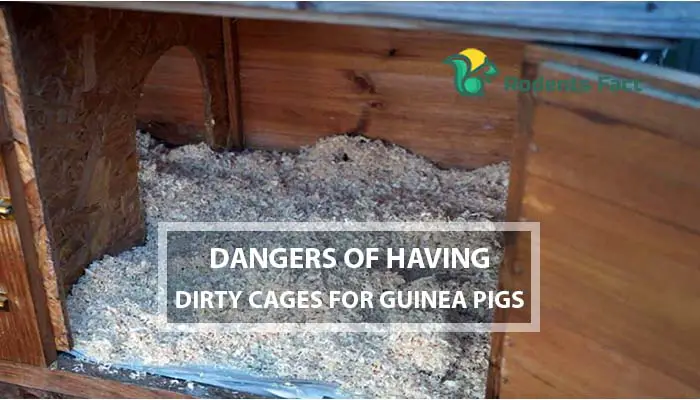 Dangers of Having Dirty Cages for Guinea Pigs
