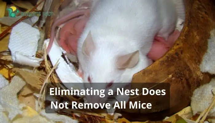 Eliminating a Nest Does Not Remove All Mice