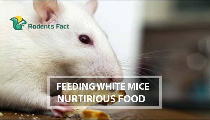  Feeding White Mice Nutritious Food