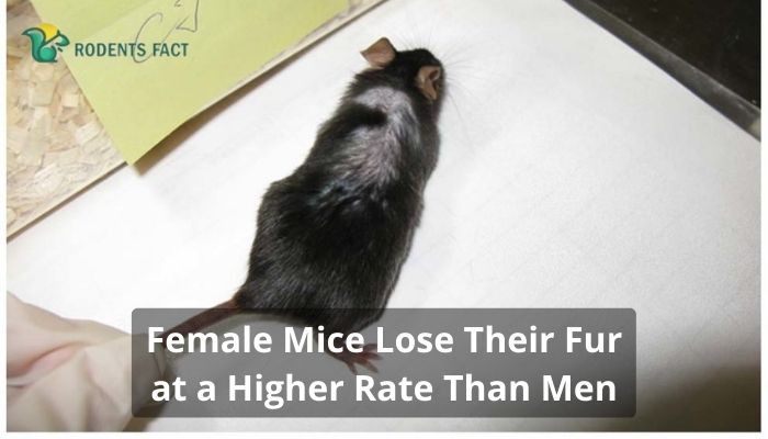  Female Mice Lose Their Fur at a Higher Rate Than Men