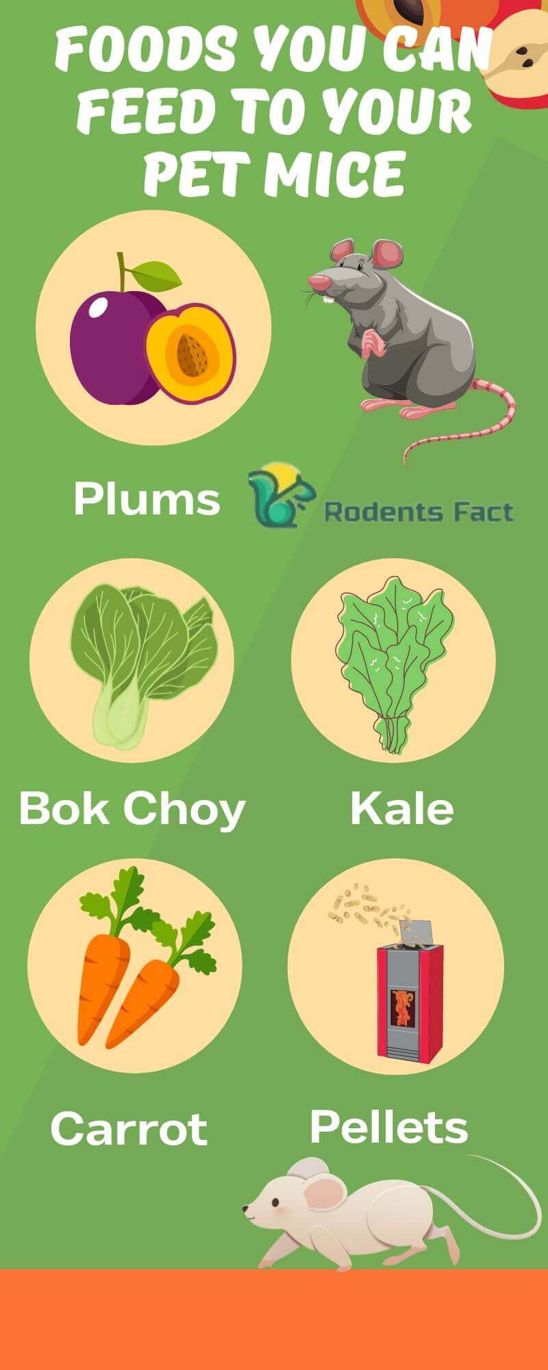 Why Is My Pet Mouse Fat? Concerning Matters About Rodent Mice Health