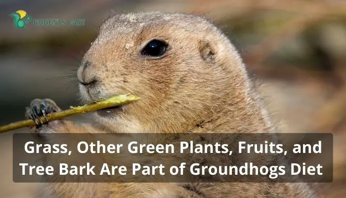 Grass, Other Green Plants, Fruits, and Tree Bark Are Part of Groundhogs Diet