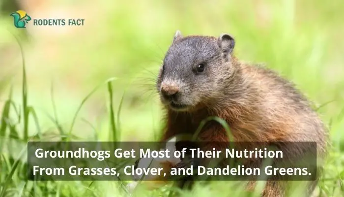 oundhogs Get Most of Their Nutrition From Grasses, Clover, and Dandelion Greens
