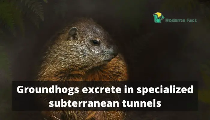 Groundhogs excrete in specialized subterranean tunnels.