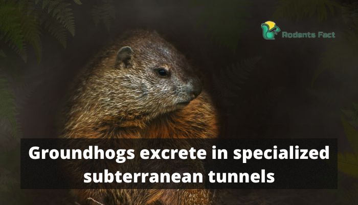 Groundhogs excrete in specialized subterranean tunnels.