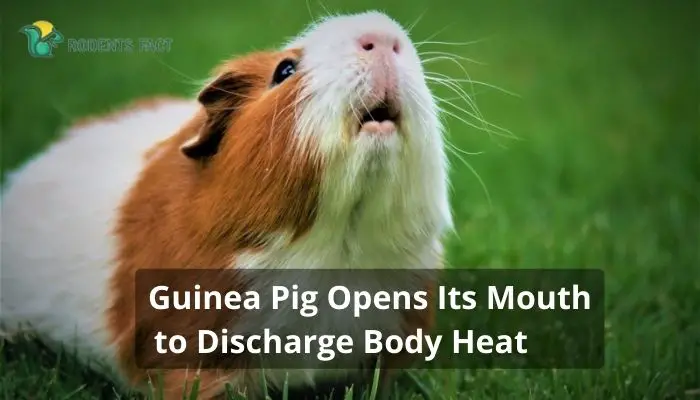 Guinea Pig Opens Its Mouth to Discharge Body Heat