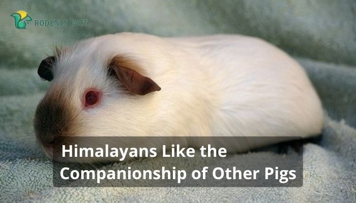 Himalayans Like the Companionship of Other Pigs