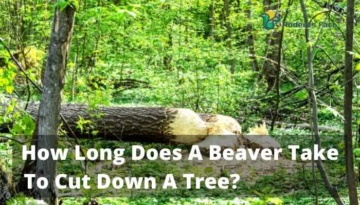 How Long Does A Beaver Take To Cut Down A Tree