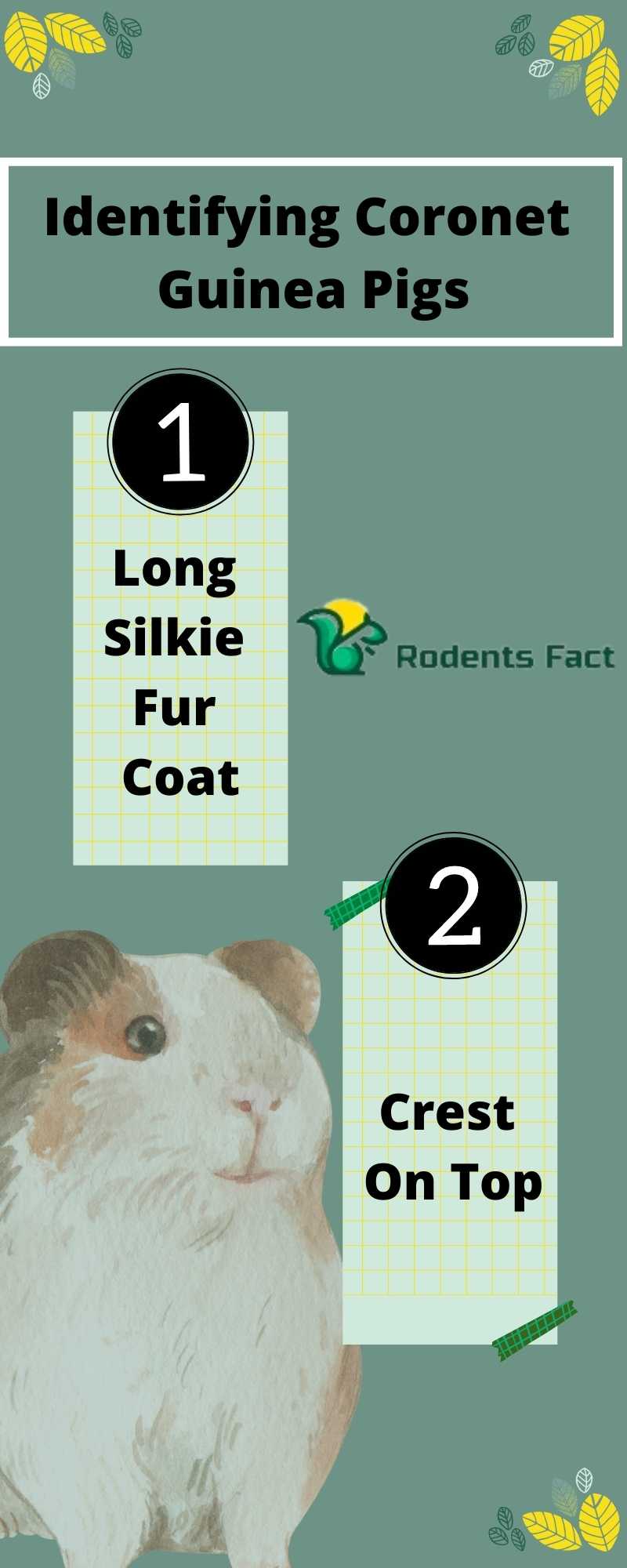 Guinea Pig The Most Adorable Hybrid Guinea Pig Facts