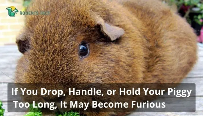 If You Drop, Handle, or Hold Your Piggy Too Long, It May Become Furious