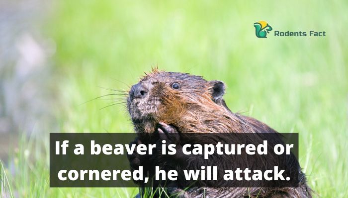  If a beaver is captured or cornered, he will attack.