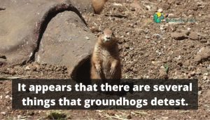 How to Get Rid of Groundhog Under House? Effective Tips [Tested]