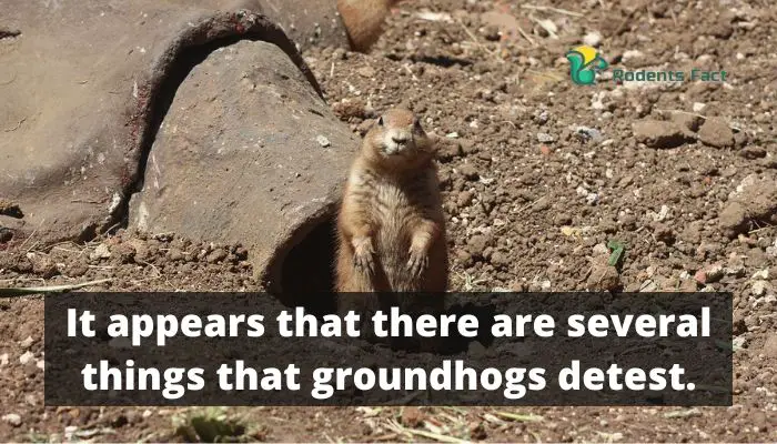 It appears that there are several things that groundhogs detest.
