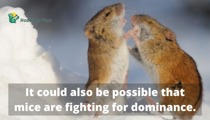 It could also be possible that mice are fighting for dominance.