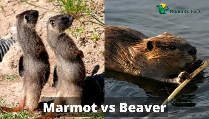 Marmot vs Beaver