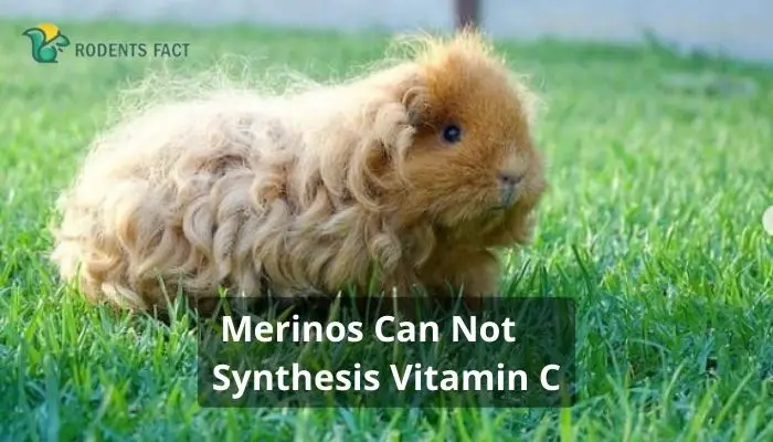 Merinos Can Not Synthesis Vitamin C