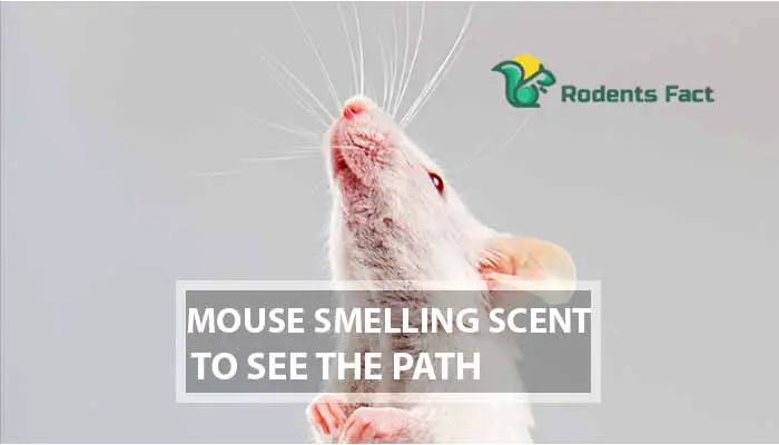 Mouse Smelling Scent to See The Path