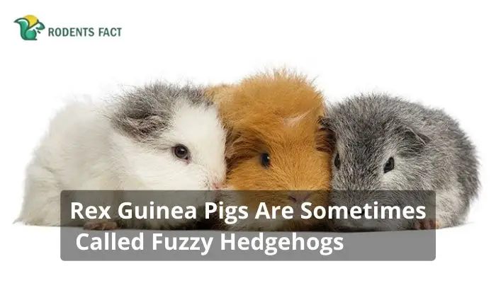 Rex Guinea Pigs Are Sometimes Called Fuzzy Hedgehogs