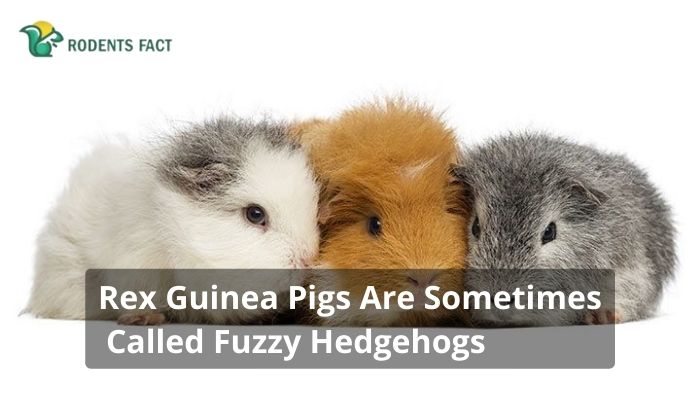 Rex Guinea Pigs Are Sometimes Called Fuzzy Hedgehogs