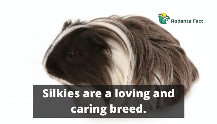  Silkies are a loving and caring breed.