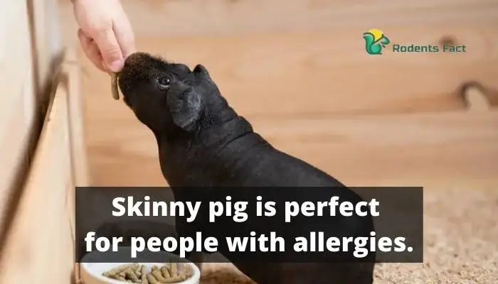 Skinny pig is perfect for people with allergies.