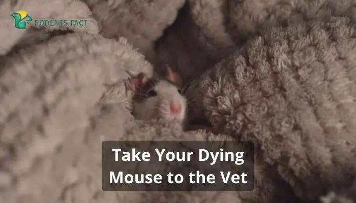 Take Your Dying Mouse to the Vet