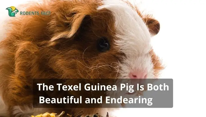 The Texel Guinea Pig Is Both Beautiful and Endearing