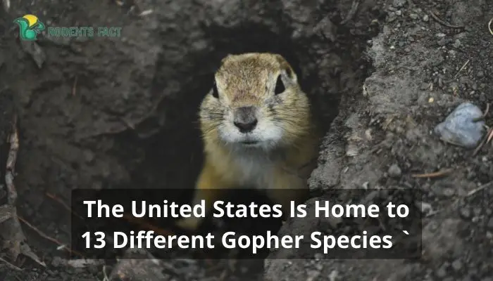 The United States Is Home to 13 Different Gopher Species 