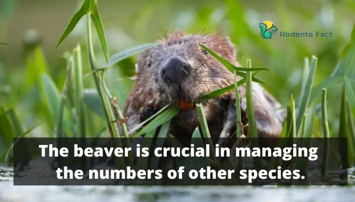 The beaver is crucial in managing the numbers of other species.