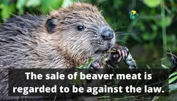 The sale of beaver meat is regarded to be against the law.