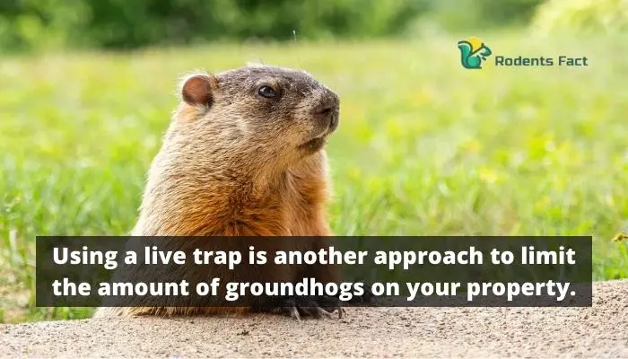 Using a live trap is another approach to limit the amount of groundhogs on your property.