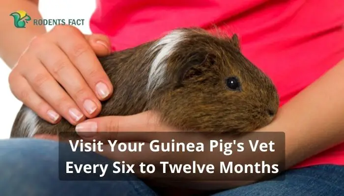 Visit Your Guinea Pig's Vet Every Six to Twelve Months